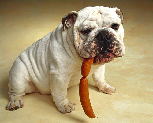 Английский бульдог с сосиськой, Фото фотография смешная картинка собаки