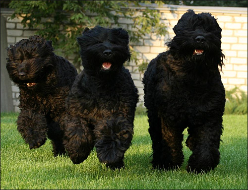 Русский черный терьер, фото фотография породы собак