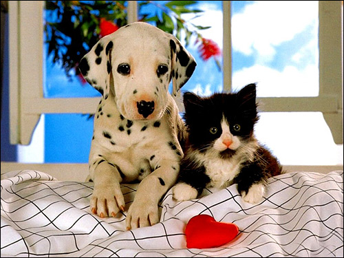 Щенок далматина (далматинца) и котёнок, Фото фотография животные