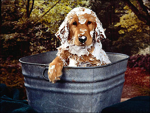 Мокрый щенок в тазе, Фото фотография собаки картинка