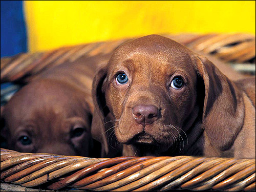 Щенки коричневой таксы, Фото фотография картинка собаки