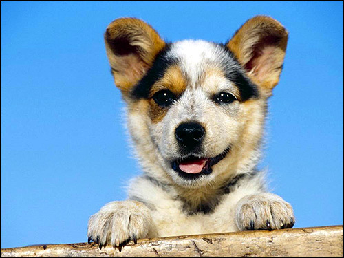 Улыбающийся щенок, Фото фотография собаки картинка