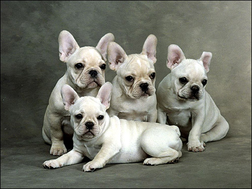 Белые щенки французского бульдога, Фото фотография собаки картинка