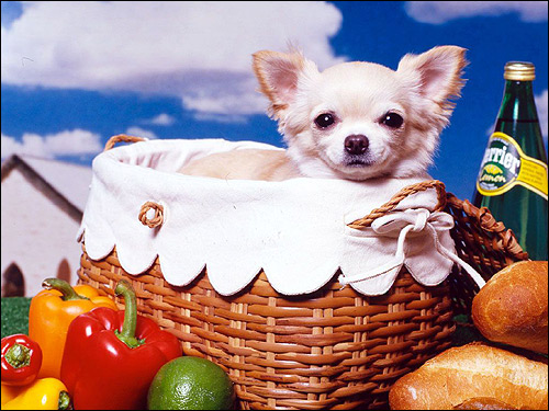 Щенок чихуахуа, фото фотография собаки картинка
