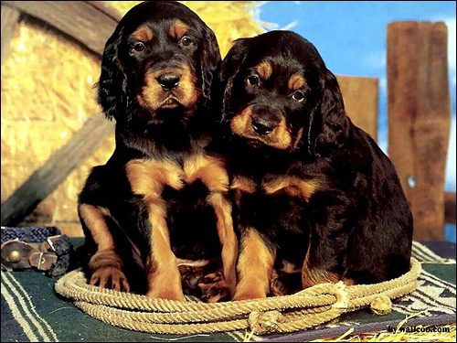 Щенки сеттер-гордона (шотландского сеттера), Фото фотография собаки картинка