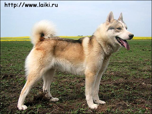 Западно-сибирская лайка Кубик, Фото фотография породы собак