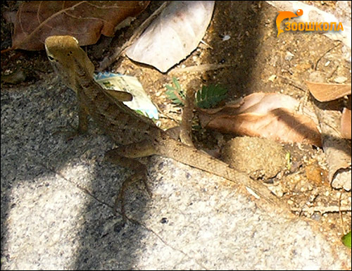 Ящерица, Фото фотография рептилии