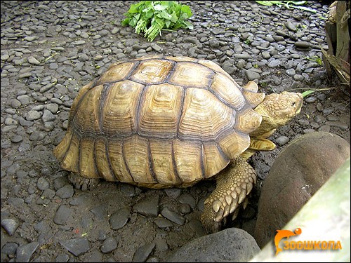 Черепаха азиатская, или бирманская бурая (Manouria emys), Фото фотография картинка рептилии