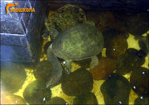 Змеиношейная черепаха, длинношейная черепаха (Chelodina longicolus), Фото фотография картинка рептилии