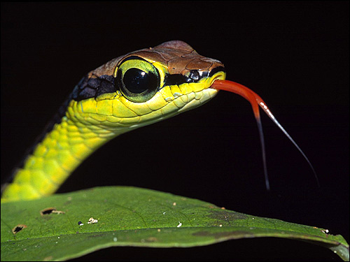 Голова змеи с высунутым языком, Фото фотография картинка