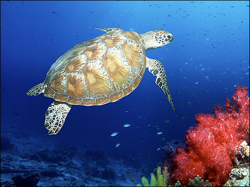 Морская черепаха, Фото фотография картинка рептилии
