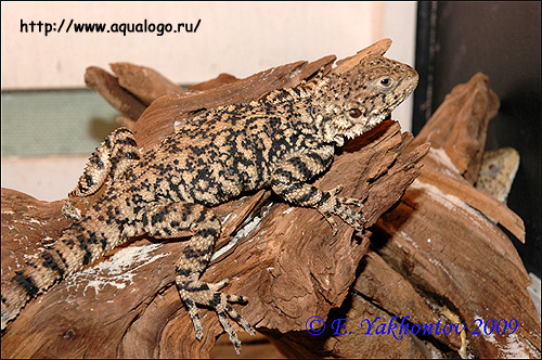 Хорасанская агама (Agama erythrogastra, Laudakia erytrogastra), Фото фотография рептилии картинка ящерицы