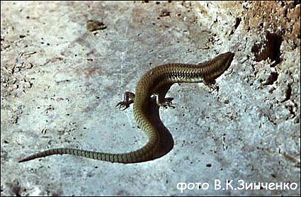 Щитковый сцинк (Eumeces taeniolatus), Фото фотография картинка рептилии ящерицы