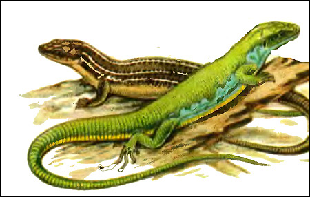 Средняя ящерица, трехлинейная ящерица - пара (Lacerta trilineata), Рисунок картинка рептилии