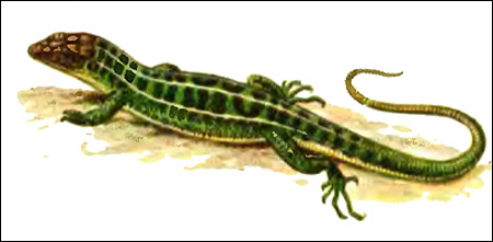 Прыткая ящерица - самец (Lacerta agilis), Рисунок картинка рептилии