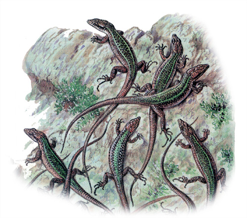 Скальная ящерица (Lacerta saxicola), Рисунок картинка рептилии