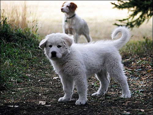 Белый щенок, Фото фотография собаки