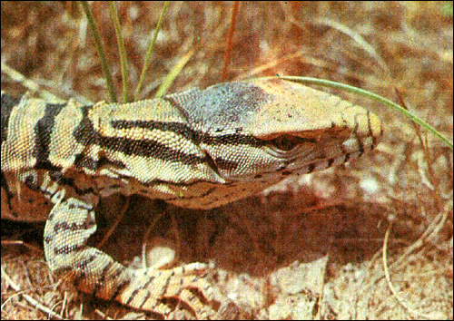 Серый варан, пустынный варан (Varanus griseus), Фото фотография картинка рептилии