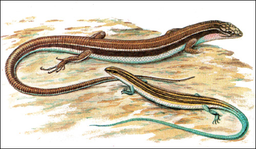 Дальневосточный  сцинк - молодая и взрослая особи (Eumeces latiscutatus), Рисунок картинка рептилии ящерицы
