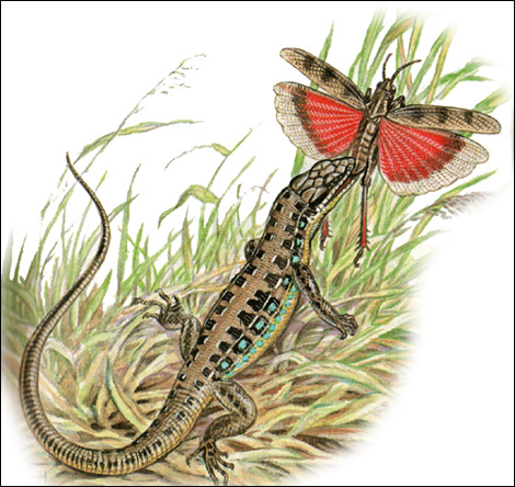 Малоазиатская ящерица (Lacerta parva), Картинка рисунок рептилии