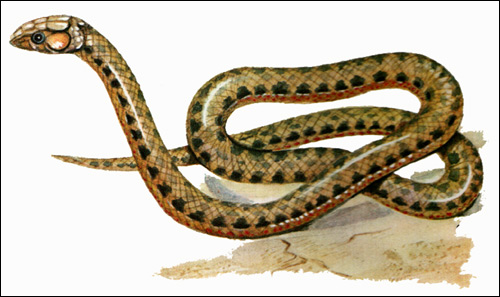 Водяной уж (Natrix tessellata), Картинка рисунок рептилии змеи
