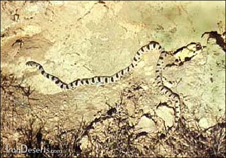 Поперечнополосатый полоз (Coluber karelini), Фото фотография картинка рептилии змеи