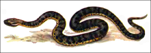 Восточный щитомордник (Agkistrodon blomhoffi), Рисунок картинка рептилии змеи