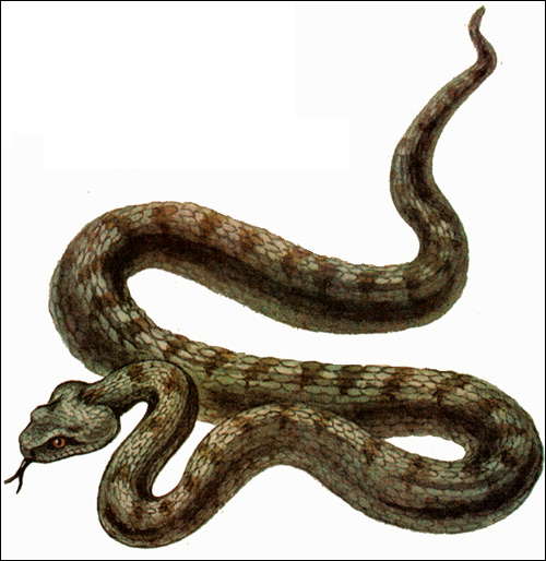 Гюрза (Vipera lebetina), Рисунок картинка рептилии змеи
