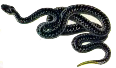 Гадюка обыкновенная (Vipera berus), Картинка рисунок рептилии змеи