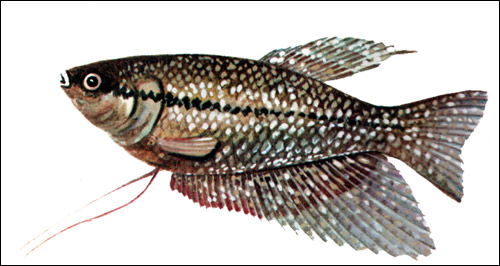   (Trichogaster leerii),   