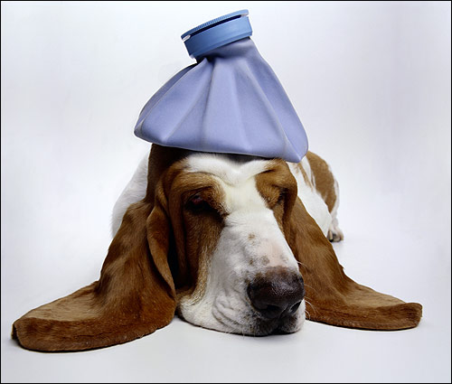 Бассет-хаунд с грелкой на голове, Фото фотография смешная картинка собаки