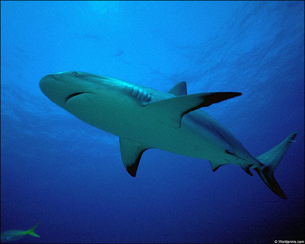 Рифовая акула, Фото фотография