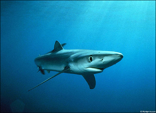 Голубая акула (Prionace glauca), Фото фотография