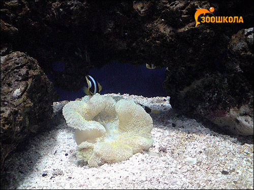 Морской аквариум, Фото фотография