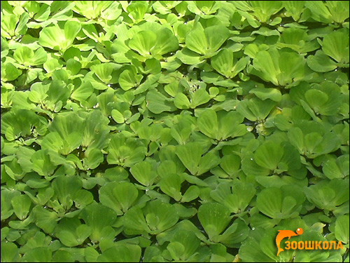 Пистия, водный салат (Pistia stratiotes), Фото фотография аквариумные растения