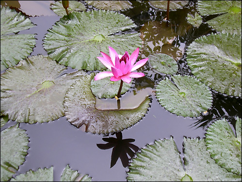 Водяная лилия или кувшинка (Nymphea alba), Фото фотография