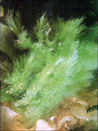 Акросифония Зондера (Acrosiphonia sonderi), Фото фотография аквариумные растения