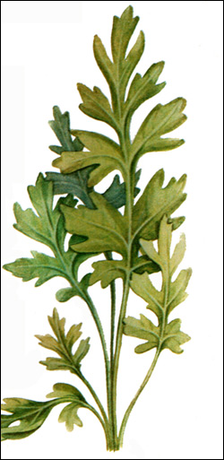 Азолла каролинская, водяной папоротник (Azolla caroliniana), Рисунок картинка аквариумные растения