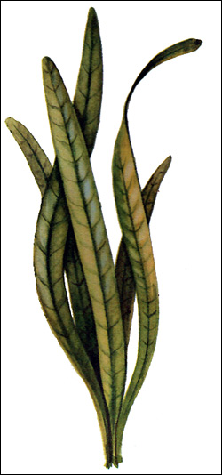   (Sagittaria platyphylla),    