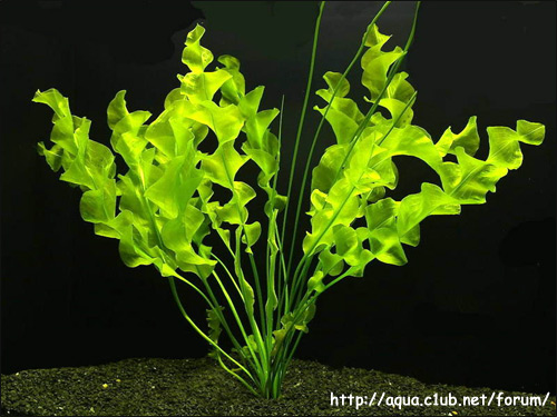 Апоногетон широкоштопорный (Aponogeton ulvaceus), Фото фотография аквариумные растения