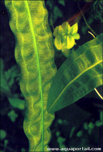   (Aponogeton bernierianus),    