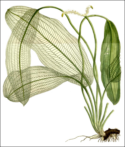   (Aponogeton madagascariensis),   Sir William Jackson Hooker,  