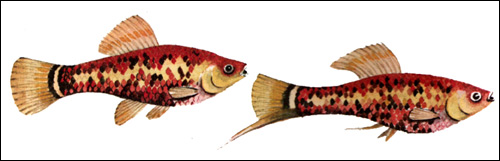 Красный меченосец (Xiphophorus helleri), Рисунок картинка рыбы