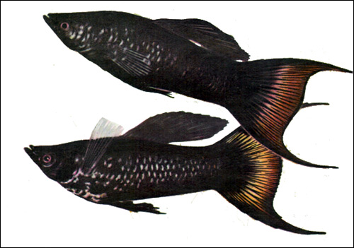 Черная моллинезия (Poecilia sphenops, Mollienesia sphenops), Рисунок картинка рыбы