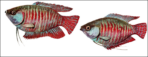 Лялиус (Colisa lalia), Рисунок картинка рыбы