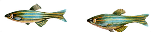 Данио-рерио (Danio rerio), Рисунок картинка рыбы