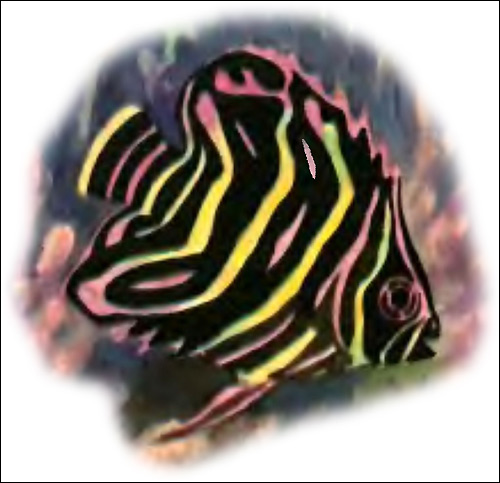 Зебровая рыба-бабочка, Рисунок картинка