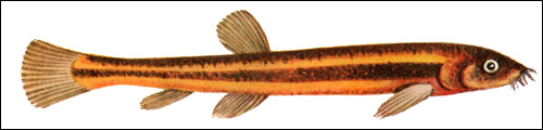Вьюн, Рисунок картинка рыбы