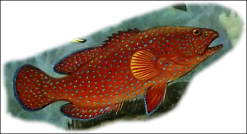 Красный групер (Epinephelus morio), Рисунок картинка рыбы