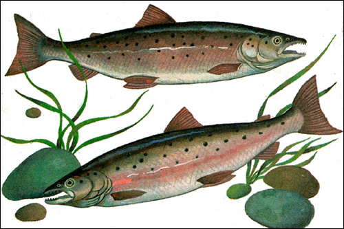 Аральский лосось (Salmo trutta), Рисунок картинка рыбы